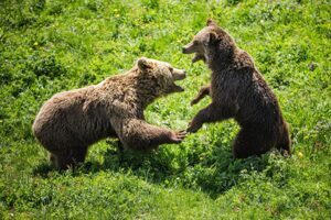 Spielfreudige Bären (Foto: Arosa Tourismus)