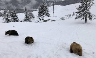 Diese drei obersüssen Bären muss man einfach im Aroser Schnee rumtrollen sehen! (Foto: Arosa Bärenland)